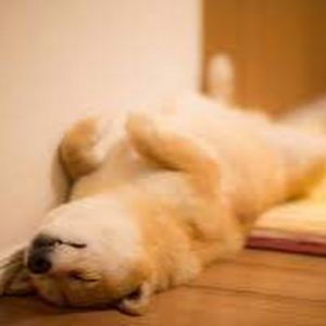 Meet your Posher, Troy